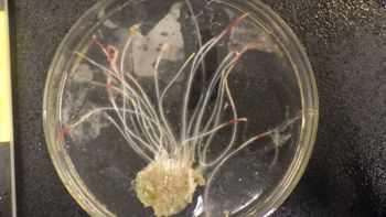 Media type: image;   Invertebrate Zoology 153119 Description: live specimen;